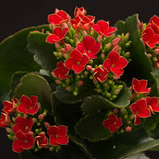 Certi Kalanchoe Pacaya Rode Kamerplant Kleine Plantjes Planten Kopen Bloeiende Kamerplant Bloemen Planten Webshop Bloeiende Planten Planten Tuinplanten