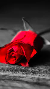 Find the best black and red rose wallpaper on getwallpapers. Black And White Only Rose Flower Is Red 750x1334 Iphone 8 7 6 6s Wallpaper Background Picture Image