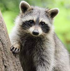 The birds are attracted to snug, dark cavities and will tolerate a fair amount of noise and commotion around their nest as long as they are not directly. Animal Removal Pest Control In Ajax Swat Wildlife