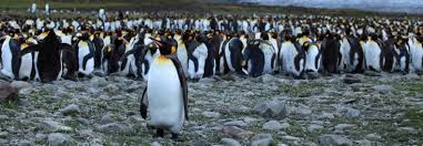 Our work shows that almost 70% of king. About 90 Of World S Largest King Penguin Colony Has Disappeared