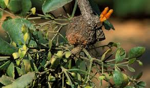 Image result for Viscum tuberculatum