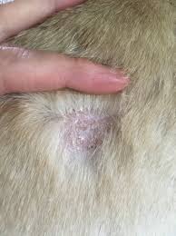 The culprit behind hair loss is often dry skin and hair. Crusty Scabs All Over Dog Babycenter