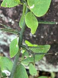 Image result for Balanites maughamii