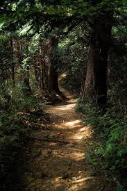 Wooded Path Nature Photography Forest Path Beautiful Nature