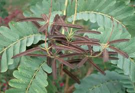 Image result for Acacia alata