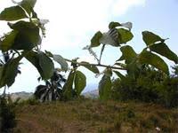 Image result for Paullinia pinnata