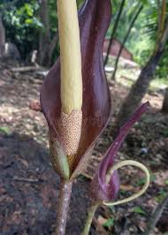 Image result for Anchomanes