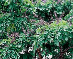 Image result for Millettia dura