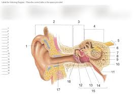 Ear decontamination ensure integrity of tympanic membrane (tm) prior to decontamination. Ear Labeling Diagram Quizlet