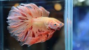 Knowing All Types Of Betta Fish By Tail Pattern And Color With Photo And Description Betta Fish Types Betta Fish Betta