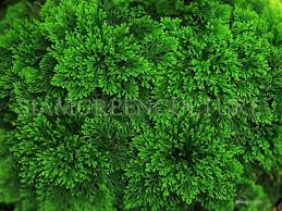 Image result for Selaginella tenerrima