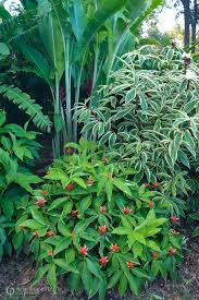Image result for Costus