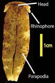 Image result for Parapodium