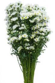 Over 1,200 vase fillers great selection & price free shipping on prime eligible orders. Asters For Sale Buy Asters Flowers Flower Explosion