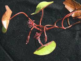 Image result for Cabombaceae