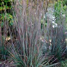 Image result for Schizachyrium