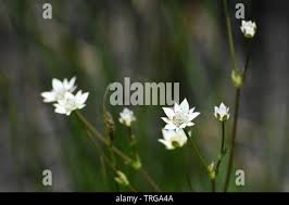 Image result for Alepidea amatymbica