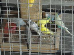 Oleh karena itu dengan beternak lovebird menjadi salah satu peluang untuk kita dapat menghasilkan pengahasilan. Membuat Bird Feeder Untuk Kandang Koloni Om Kicau