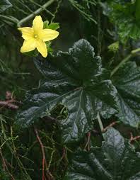 Image result for Peponium