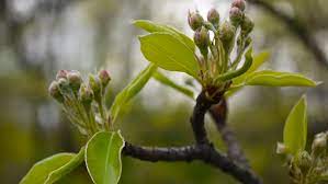 These trees must be strengthened and trained before sustaining the weight of a healthy apple. Spring Branches Of An Apple Stock Footage Video 100 Royalty Free 27994759 Shutterstock