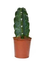 Image result for Cereus jamacaru