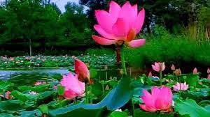 本视频由聊城小二提供 视频内容为 青荷盖绿水 芙蓉披红艳 有79人点赞 1628次播放 4人对此视频发表评论 全民小 视频是由百度团队打造的有趣有收获的专业小视频平台 plants