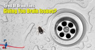 drain issues why are there flies