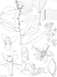 Image result for Rytigynia sp. M