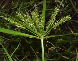 Image result for Cyperus ajax