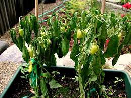 More images for how often should you water jalapeno plants » Water When Plant Leaves Wilt Garden Myths