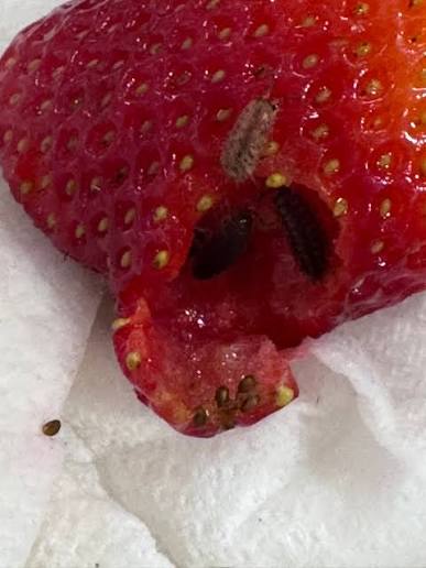 What are the insects eating my strawberries and how to stop them?