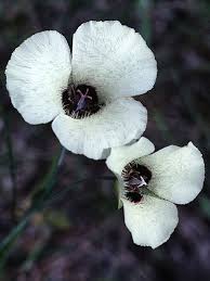 Image result for Mimulopsis runssorica