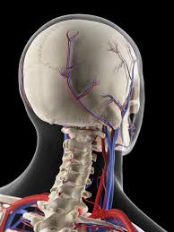 It later unites to create the basilar artery in a complex named. 7 Neck Veins Free Stock Photos Stockfreeimages