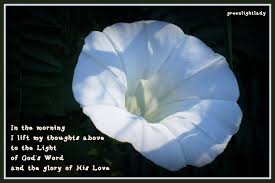 Morning Glory Nature Photo Poems