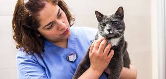 The breath rate increases and may become shallow. Common Cat Diseases Aspca
