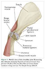 While the scapula is essential to the canine shoulder, the shoulder consists of many components including 25 muscles, each contributing to the palpation of the biceps may be painful. Bicipital Tenosynovitis In Dogs Vetfolio