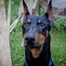 Maybe you would like to learn more about one of these? Help Stop The Ban For Ear Cropping Tail Docking In Ontario Home Facebook