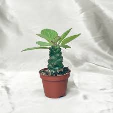 Image result for Euphorbia davyi