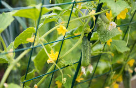The tutorial is detailed which makes it easier. 9 Easy Ways To Trellis Cucumbers For A Better Harvest Diy Crafts