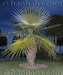 Image result for Coccothrinax