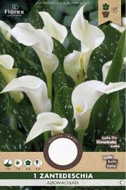 Image result for Zantedeschia albomaculata