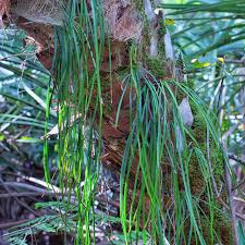 Image result for Vittaria