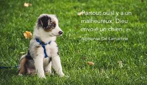 Definition from wiktionary, the free dictionary. Les 22 Plus Belles Citations Sur Les Chiens Rover Blog