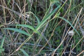 Image result for Commelina aspera