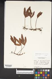 Image result for Pleopeltis  × simiana