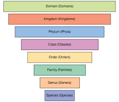 A Group Of Organisms Belonging To Same Order In Classification Also Come Under Same