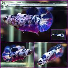 Live Betta Fish Female Marbled Blue Purple Halfmoon Plakat Hmpk 2923 Betta Betta Fish Fish