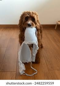 1,5 millier Images et Photos de Dog underwear Libres de Droits | Shutterstock