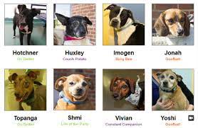Why go to a dog breeder, cat. Shockingly Bad Op Ed In The Roanoke Times Damaging To Rescue Dogs With Irresponsible Use Of Statistics Richmond Spca Blog