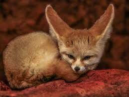 Fennec Fox National Geographic